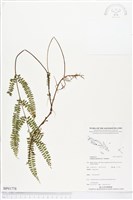 登錄號:BP01778藏品圖，第1張