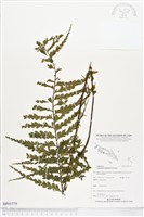 登錄號:BP01779藏品圖，第1張