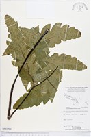 登錄號:BP01780藏品圖，第1張