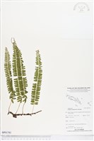 登錄號:BP01781藏品圖，第1張