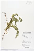 登錄號:BP01782藏品圖，第1張