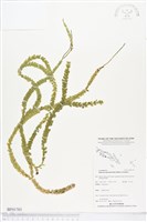 登錄號:BP01783藏品圖，第1張