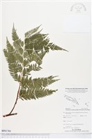 登錄號:BP01784藏品圖，第1張
