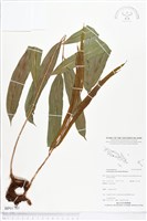 登錄號:BP01785藏品圖，第1張