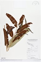 鹵蕨藏品圖，第1張