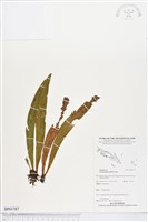 登錄號:BP01787藏品圖，第1張