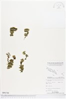 登錄號:BP01788藏品圖，第1張
