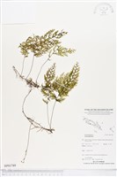 登錄號:BP01789藏品圖，第1張