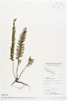 穴子蕨藏品圖，第1張