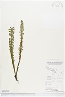 登錄號:BP01792藏品圖，第1張