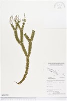 登錄號:BP01793藏品圖，第1張