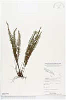 登錄號:BP01794藏品圖，第1張