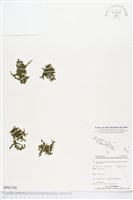 短柄單葉假脈蕨藏品圖，第1張