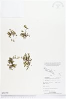 登錄號:BP01798藏品圖，第1張