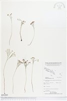 分枝莎草蕨藏品圖，第1張