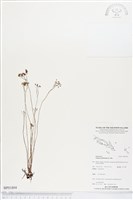 分枝莎草蕨藏品圖，第1張