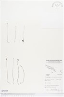 登錄號:BP01805藏品圖，第1張