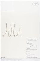 登錄號:BP01806藏品圖，第1張