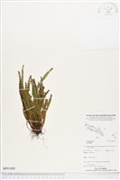 登錄號:BP01808藏品圖，第1張