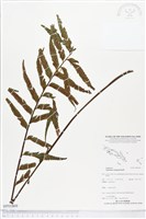 登錄號:BP01809藏品圖，第1張