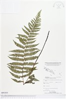 登錄號:BP01810藏品圖，第1張