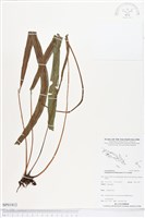 登錄號:BP01812藏品圖，第1張