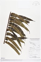 登錄號:BP01813藏品圖，第1張