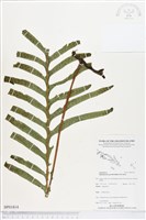 登錄號:BP01814藏品圖，第1張