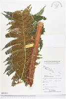 登錄號:BP01815藏品圖，第1張