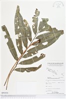 登錄號:BP01816藏品圖，第1張