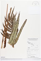 登錄號:BP01818藏品圖，第1張