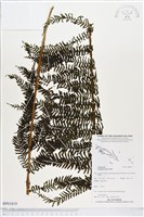 登錄號:BP01819藏品圖，第1張