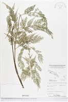 登錄號:BP01820藏品圖，第1張