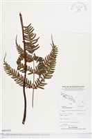 登錄號:BP01823藏品圖，第1張