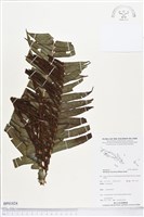 登錄號:BP01824藏品圖，第1張