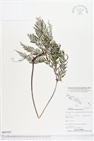 登錄號:BP01825藏品圖，第1張