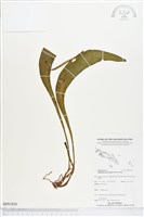 登錄號:BP01826藏品圖，第1張