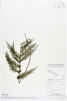 毛桿蕨藏品圖，第1張