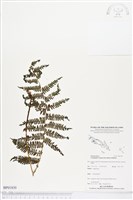 登錄號:BP01830藏品圖，第1張