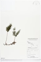 登錄號:BP01831藏品圖，第1張