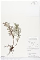 登錄號:BP01832藏品圖，第1張