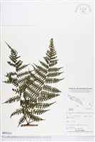 登錄號:BP01833藏品圖，第1張