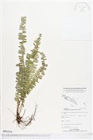 登錄號:BP01834藏品圖，第1張