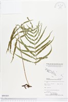 登錄號:BP01835藏品圖，第1張