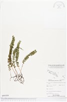 登錄號:BP01836藏品圖，第1張