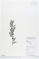 登錄號:BP01838藏品圖，第1張