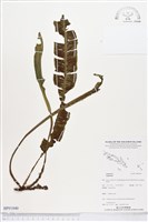 登錄號:BP01840藏品圖，第1張