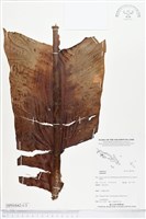 登錄號:BP01842藏品圖，第1張