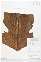 登錄號:BP01842藏品圖，第2張