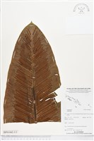 登錄號:BP01842藏品圖，第3張